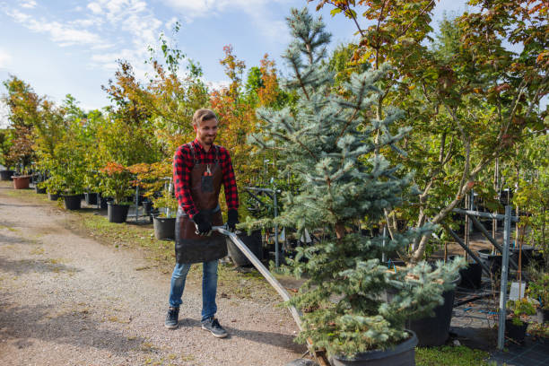 How Our Tree Care Process Works  in Newman, CA